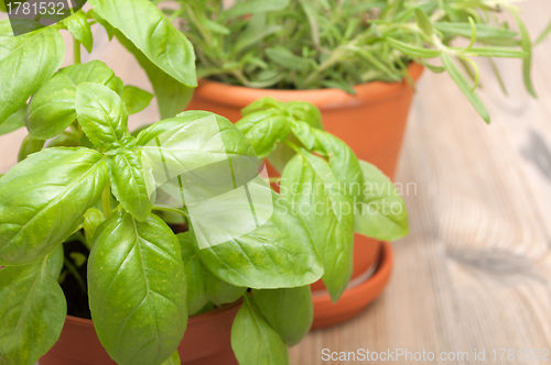 Image of Potted Herbs - Basil and Rosemary
