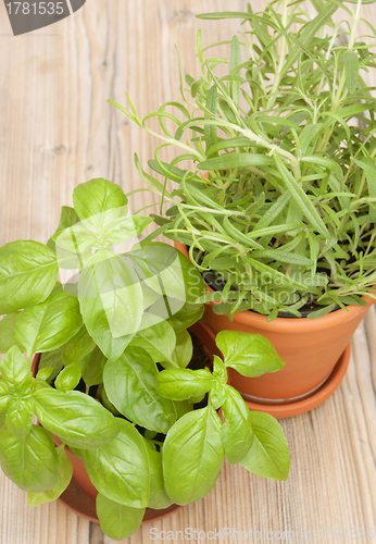 Image of Potted Herbs - Basil and Rosemary