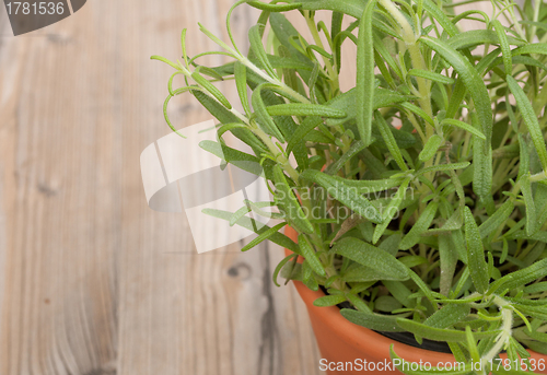 Image of Potted Rosemary