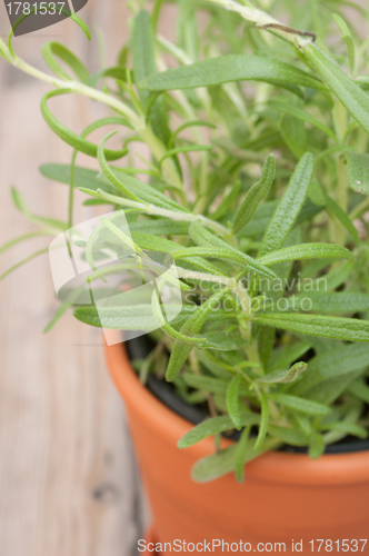 Image of Potted Rosemary