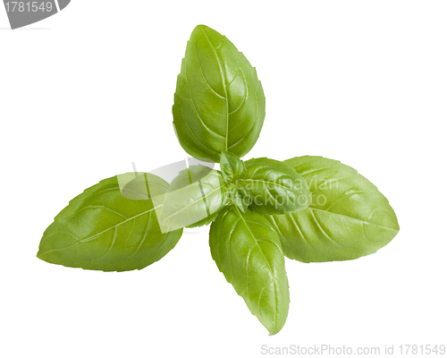 Image of Fresh basil sprig isolated on white