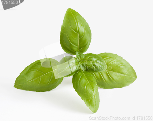 Image of Fresh basil sprig on white