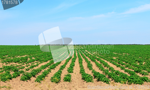 Image of Potato Fields in the Countryside