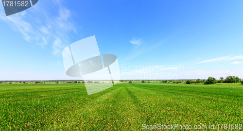 Image of Summer Meadow