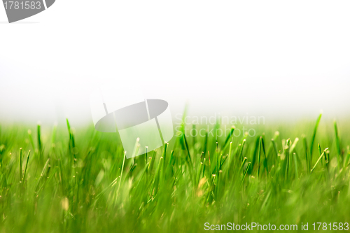 Image of Fresh Green Grass Background