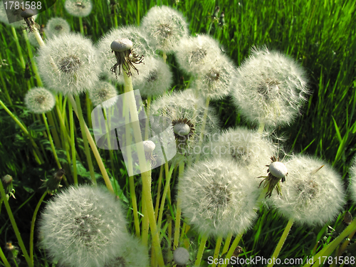 Image of Dandelions