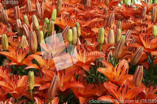 Image of Beautiful red lily