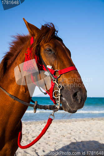 Image of Horse head portrait 