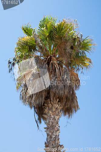 Image of Palm tree