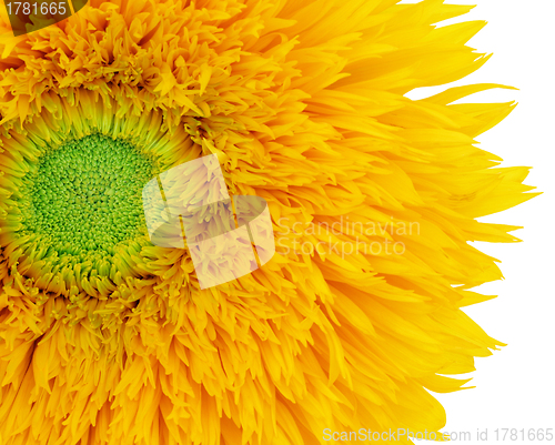 Image of Summer Sunflower  