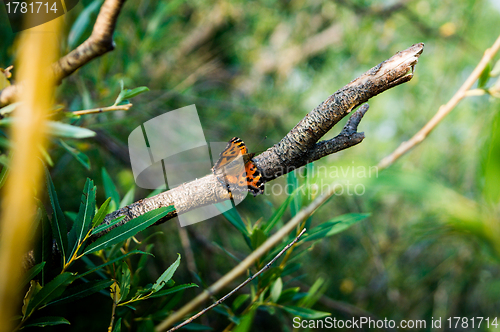 Image of Butterfly