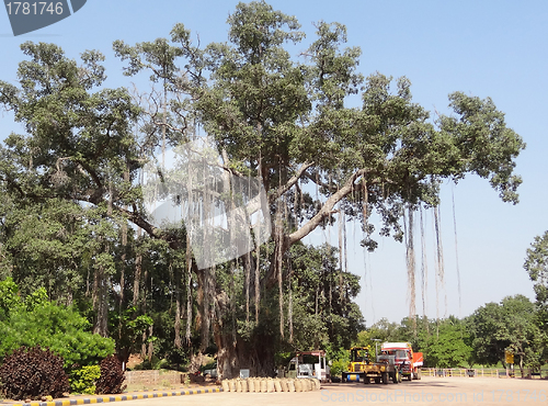 Image of tree in India