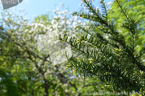 Image of Growing yew branches closeup in spring 