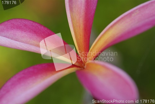 Image of Young leaf of plumeria