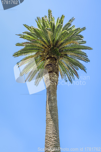 Image of palm tree