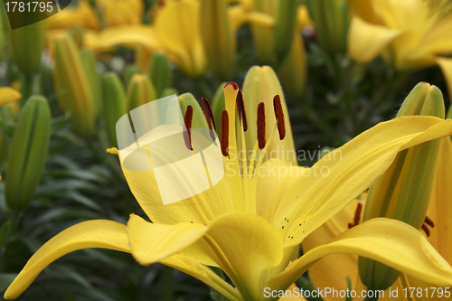 Image of Beautiful yellow lily