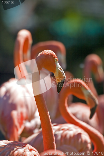 Image of Flamingo