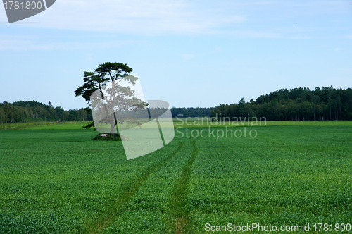 Image of Plants