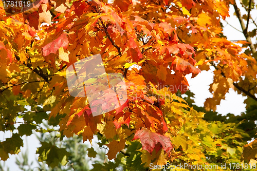 Image of Autumn colours