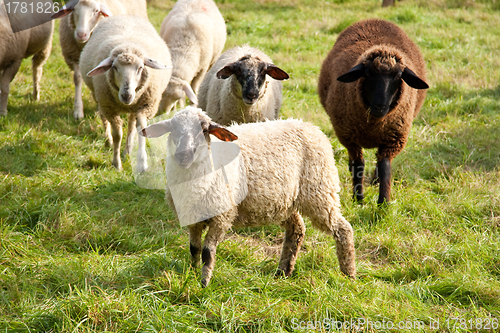 Image of Sheep