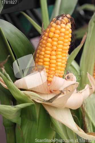 Image of Corn cob