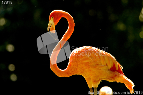 Image of Flamingo