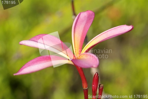 Image of Young leaf of plumeria