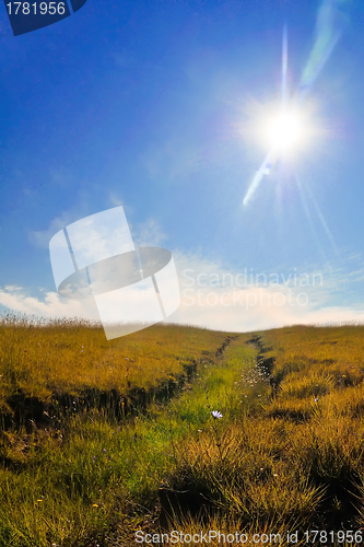 Image of Summer landscape