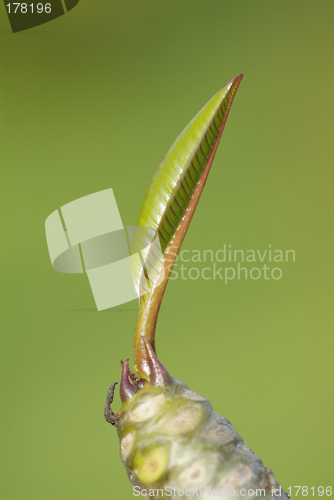 Image of Leaf of plumeria