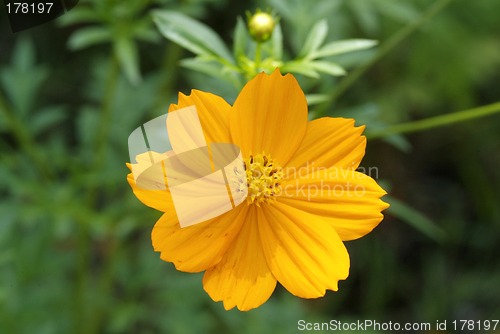 Image of Orange flower on green background