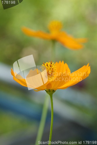 Image of Orange flower on green background