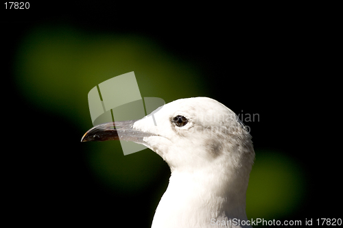 Image of Seagull