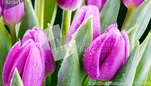 Image of fresh purple tulips