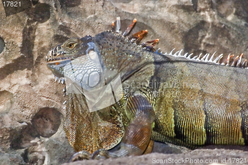 Image of Iguana