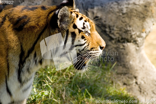 Image of Tiger