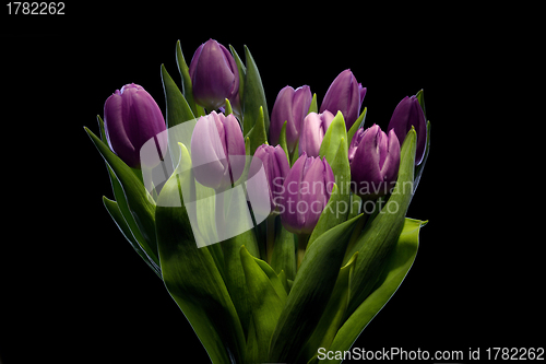 Image of purple tulips