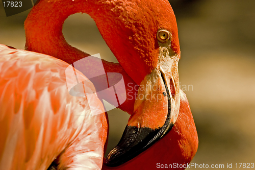 Image of Flamingo