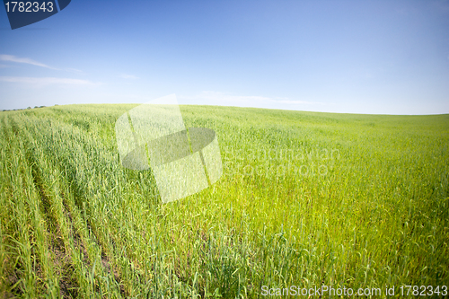 Image of summer field