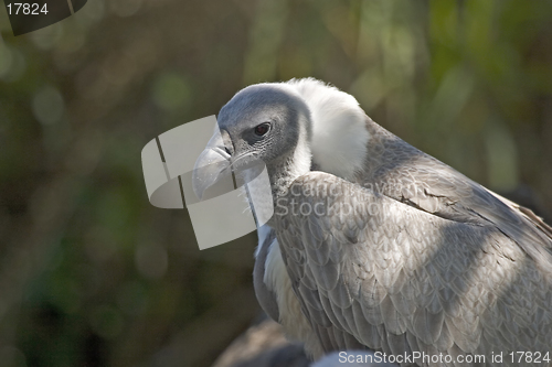 Image of Vulture