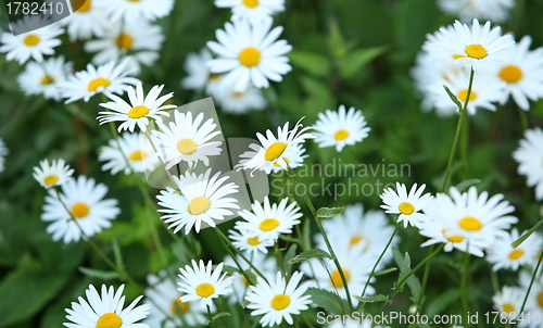 Image of Wild daisies