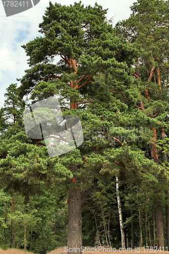 Image of pine tree