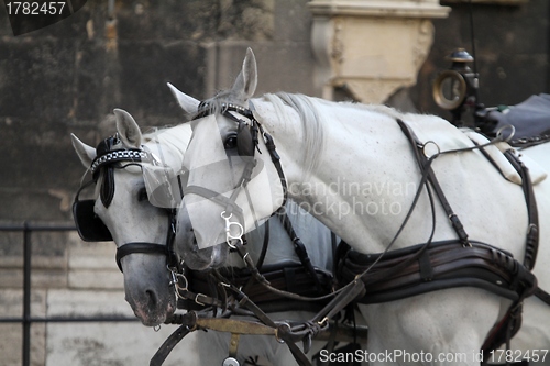 Image of Fiaker horses