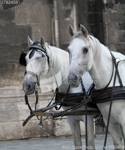 Image of Horses in front of church in Vienna