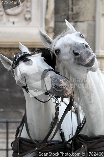 Image of Two horses having fun