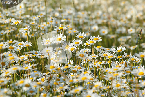 Image of white marguerite flowers