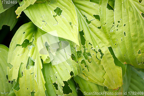 Image of leaves eaten by slugs