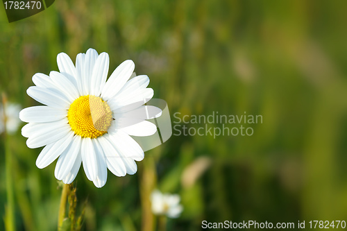 Image of white marguerite flowers