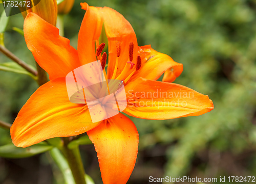 Image of Detail of flowering orange lily