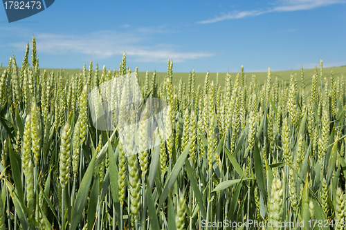 Image of detail of organic green grains