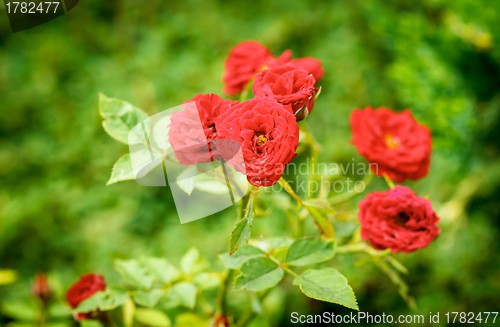 Image of small red roses